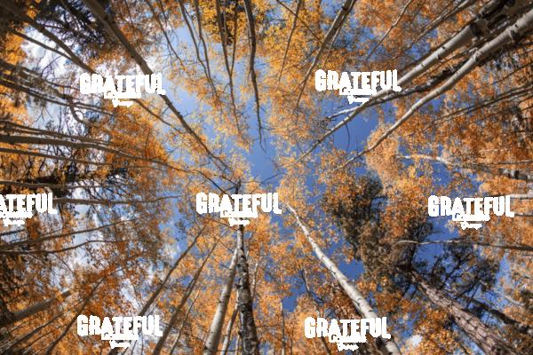 Fall Color in Sedona 4