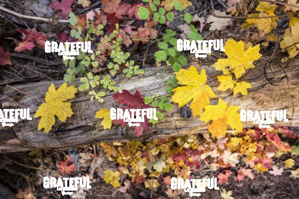 Fall Color in Sedona 5