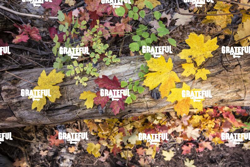 Fall Color in Sedona 5