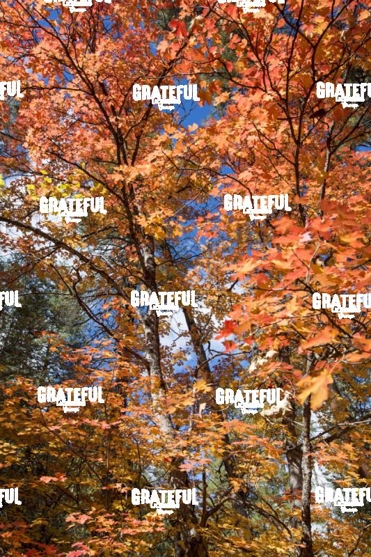 Fall Color in Sedona