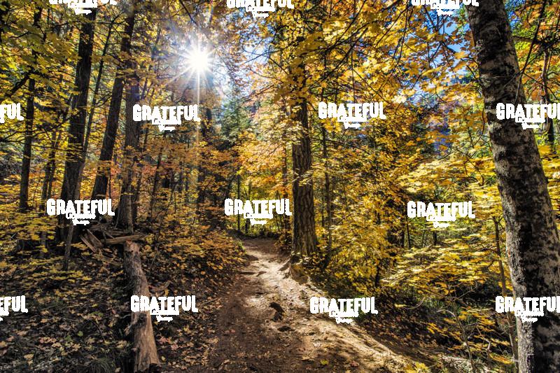 Fall Color on the Westfork Trail in Sedona