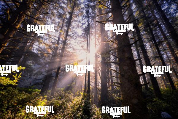 Stunning Forest on the Oregon Coast at Sunrise