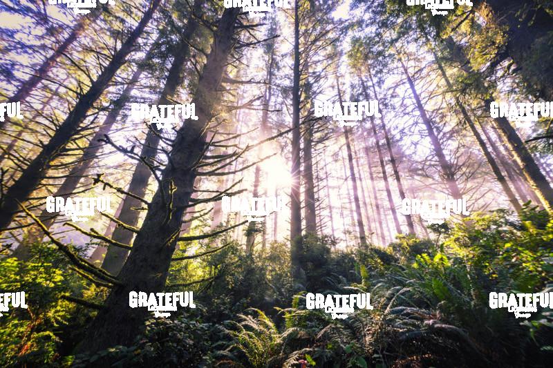 Stunning Forest on the Oregon Coast at Sunrise 3