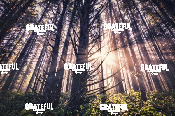 Stunning Forest on the Oregon Coast at Sunrise 2