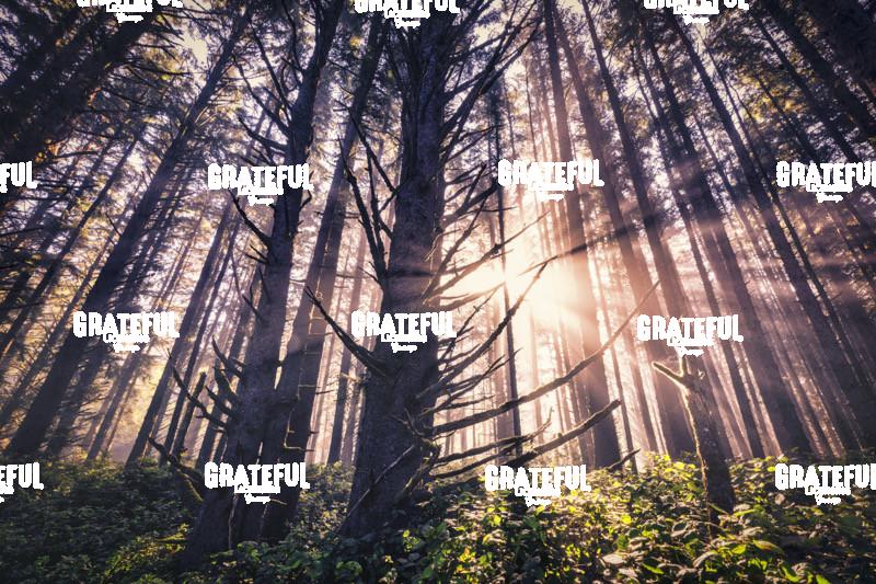 Stunning Forest on the Oregon Coast at Sunrise 2