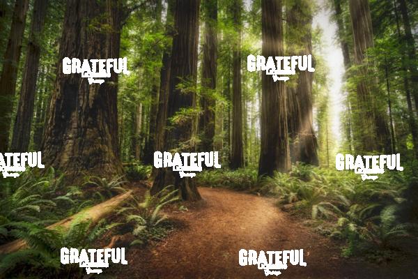 Sun Rays at Sunrise in Jedediah Smith Redwood Forest 8