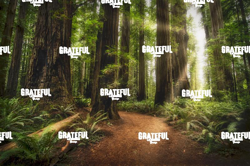 Sun Rays at Sunrise in Jedediah Smith Redwood Forest 8