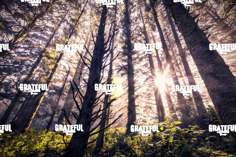 Stunning Forest on the Oregon Coast at Sunrise 5