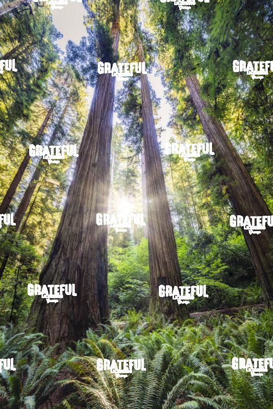 Sun rays at Sunrise in Jedediah Smith Redwood Forest 5