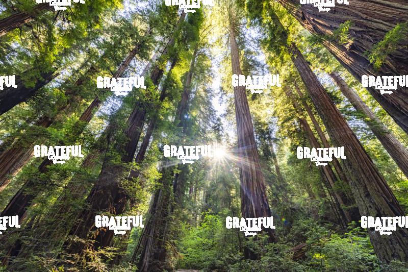 Sun rays at Sunrise in Jedediah Smith