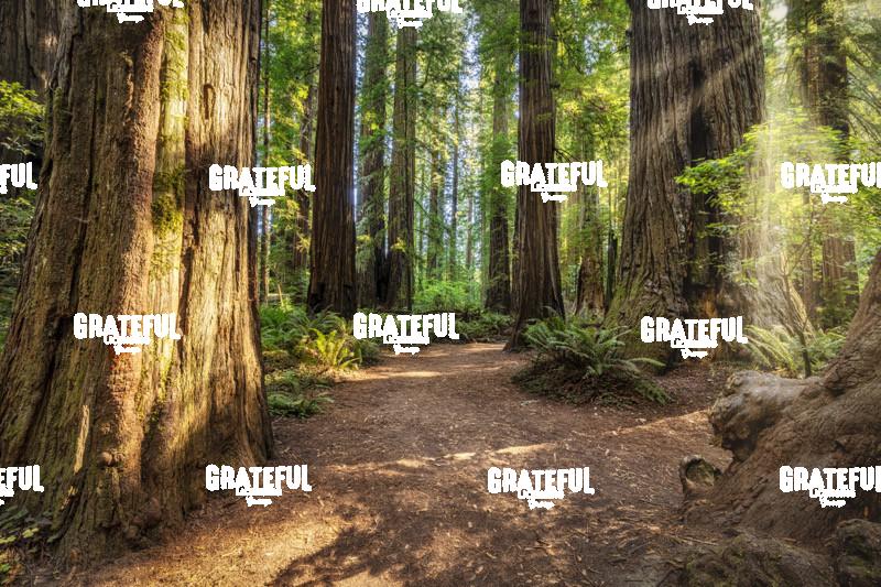 Sun rays at Sunrise in Jedediah Smith Redwood Forest 7
