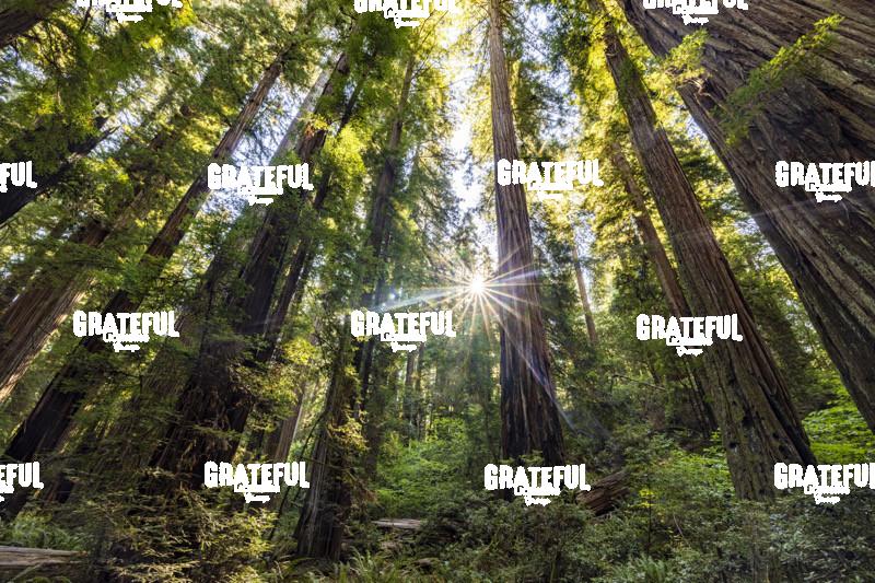 Sun Rays at sunrise in Jedediah Smith Redwood Forest 7