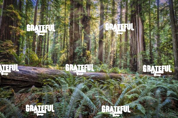 Sun Rays at Sunrise in Jedediah Smith Redwood Forest