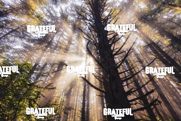 The Beautiful Forests on the Oregon Coast 2