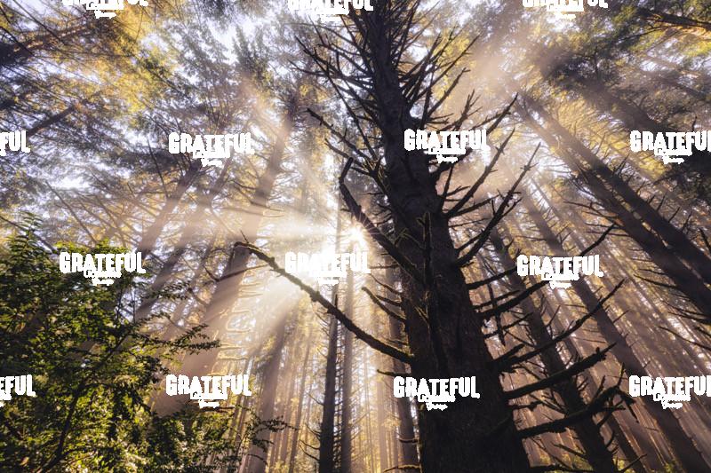 The Beautiful Forests on the Oregon Coast 2