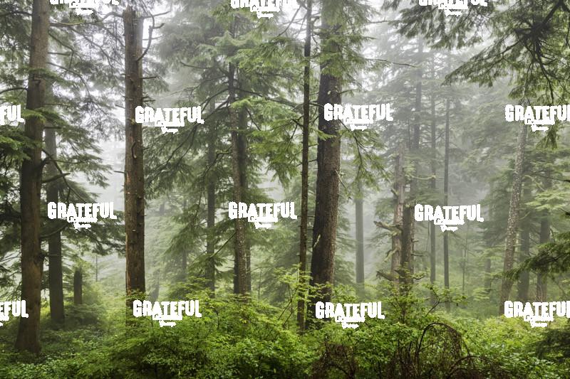 The Beautiful Forests on the Oregon Coast with Fog