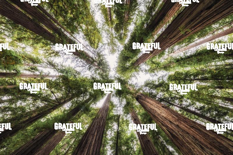 The Giant Redwoods of Jedediah Smith Redwood Forest 7