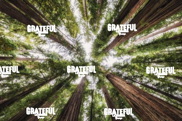 The Giant Redwoods of Jedediah Smith Redwood Forest