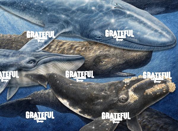 Whale Collage