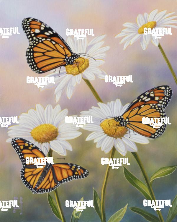 Monarchs and Daisies