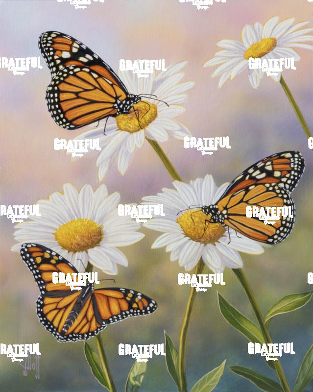 Monarchs and Daisies