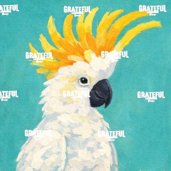 Cockatoo Frill