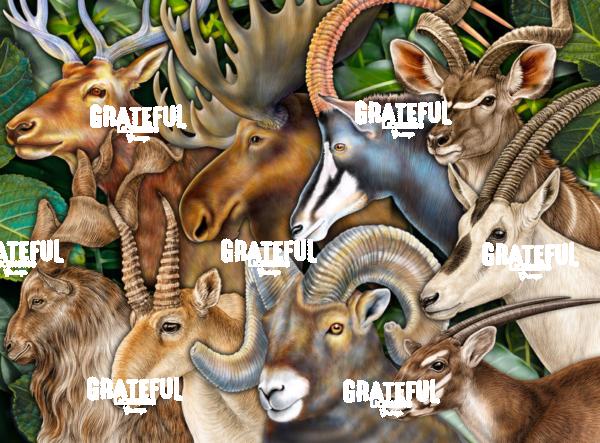 Horned Animals Collage