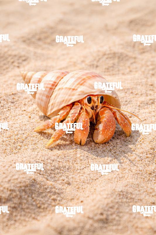 Hermit Crab