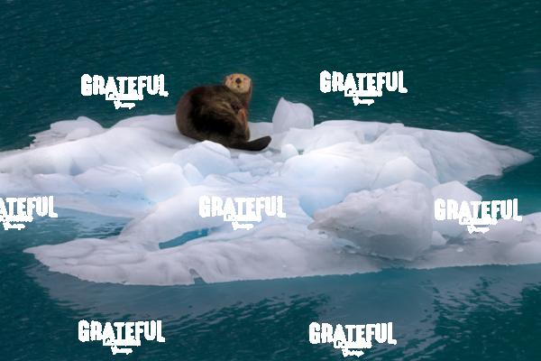 Northern Sea Otter