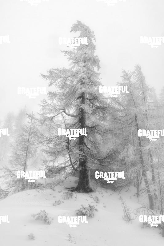European Larch in Winter