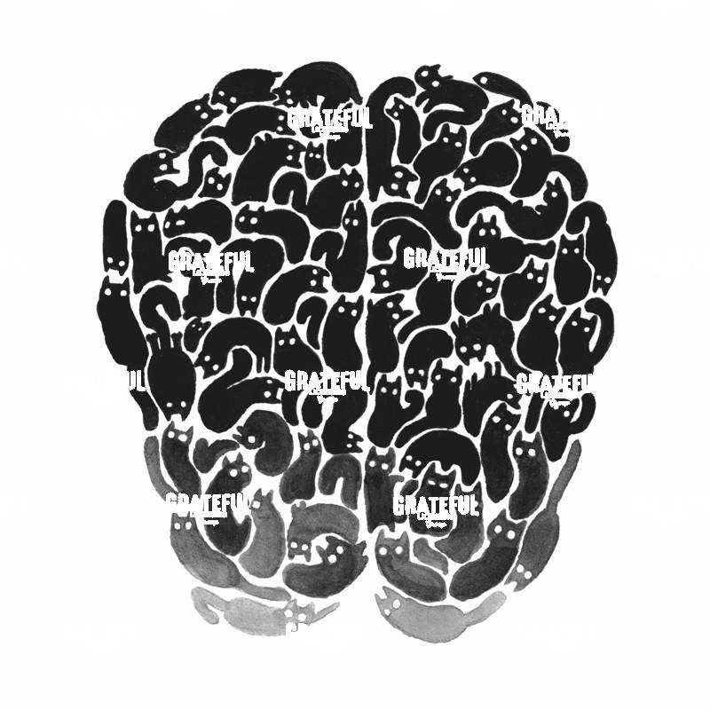 Cat Brain Shape