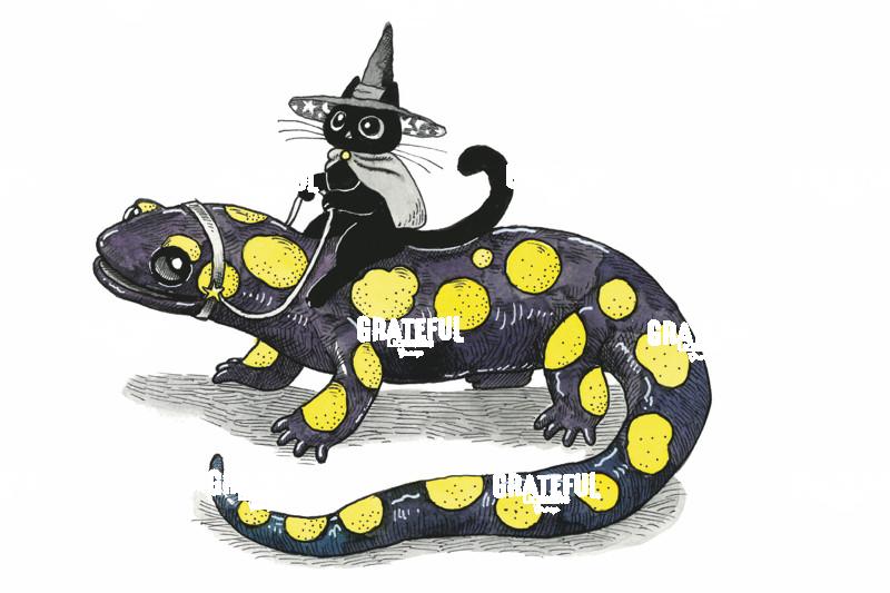 Cat Riding Salamander