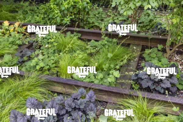 Weeds growing on the tracks of the Highline in New York City 2