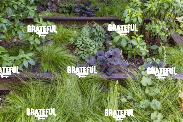 Weeds growing on the tracks of the Highline in New York City