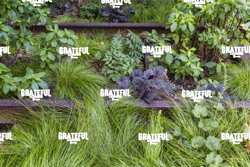 Weeds growing on the tracks of the Highline in New York City