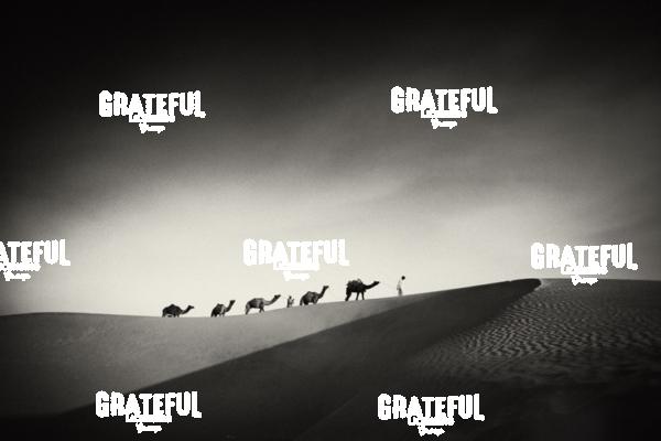 camel train in the desert in India 21