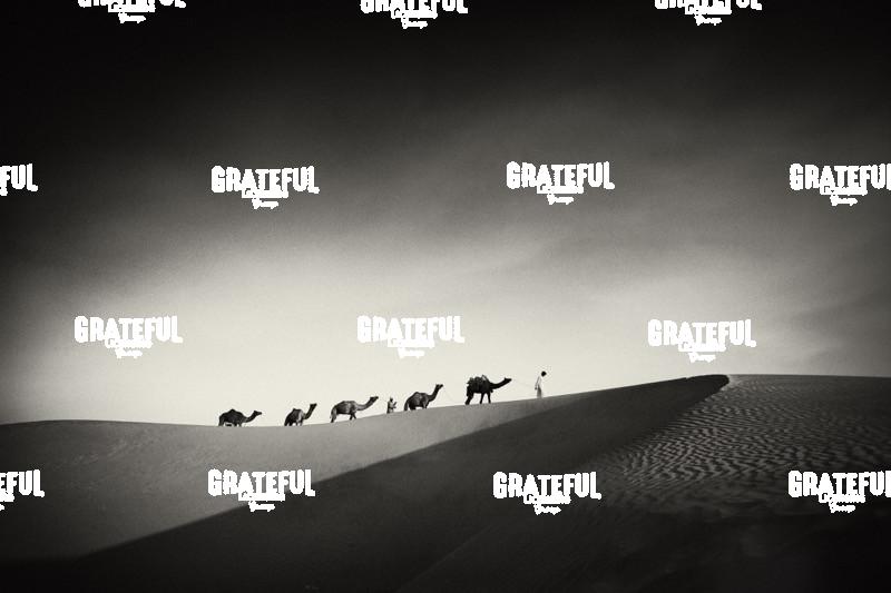 camel train in the desert in India 21