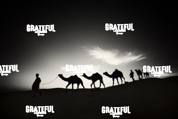 camel train in the desert in India 20