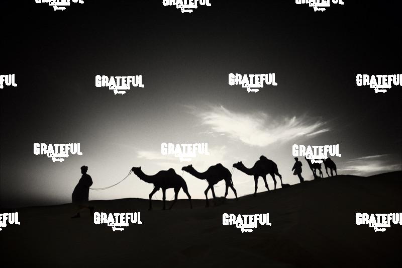 camel train in the desert in India 20