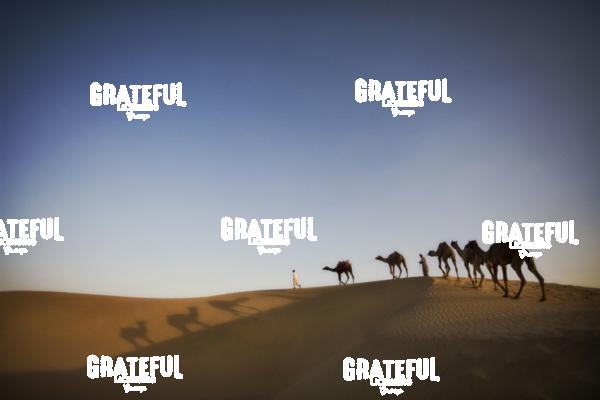 camel train in the desert in India 18