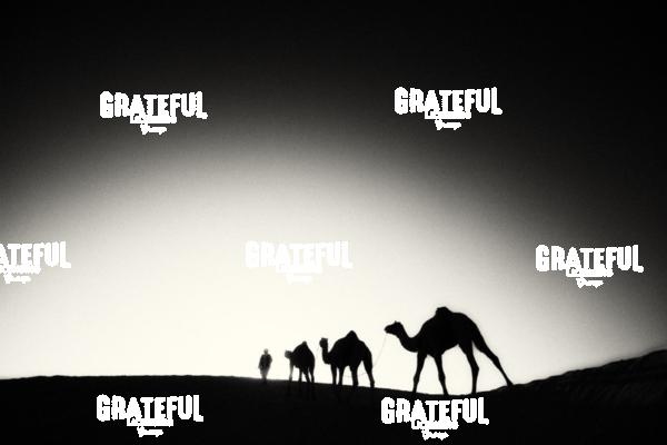 camel train in the desert in India 19