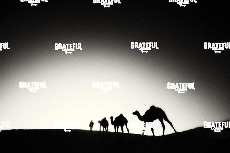 camel train in the desert in India 19