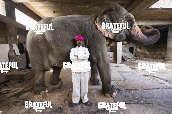 Painted elephant and it’s trainer in Jaipur, India