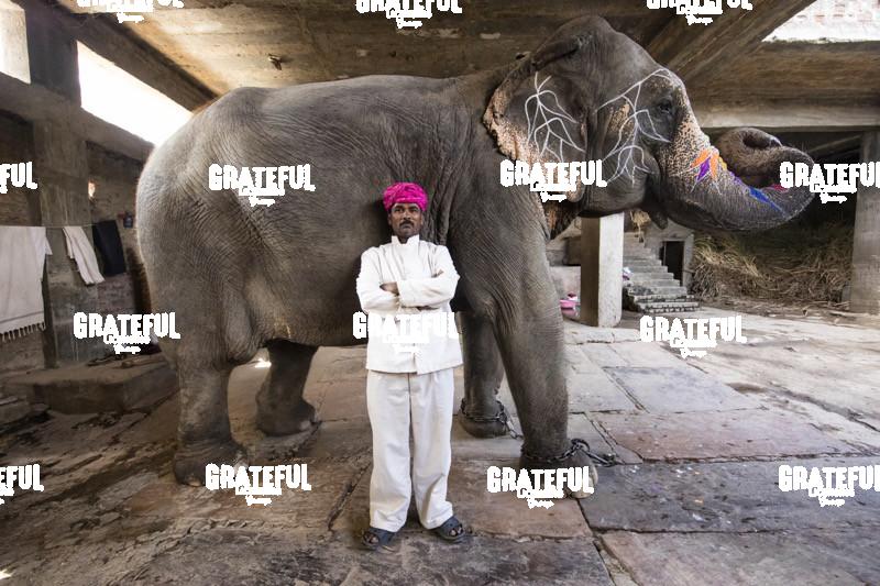 Painted elephant and it’s trainer in Jaipur, India