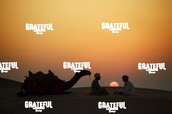 camel train in the desert in India 9