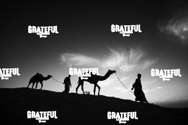 camel train in the desert in India 5