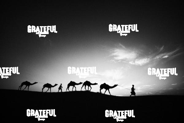camel train in the desert in India 4
