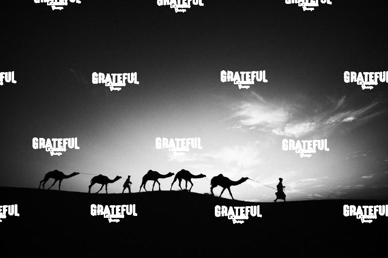 camel train in the desert in India 4
