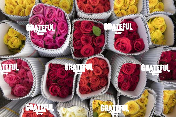 Roses in India