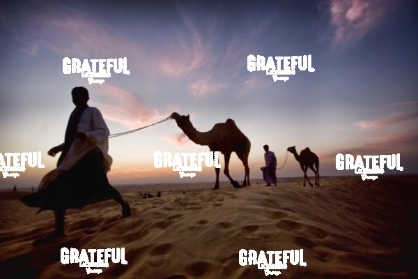 camel train in the desert in India 6